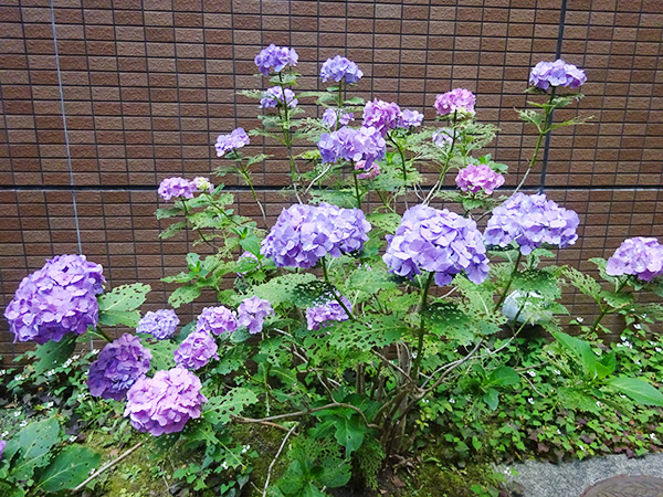 紫陽花の写真2