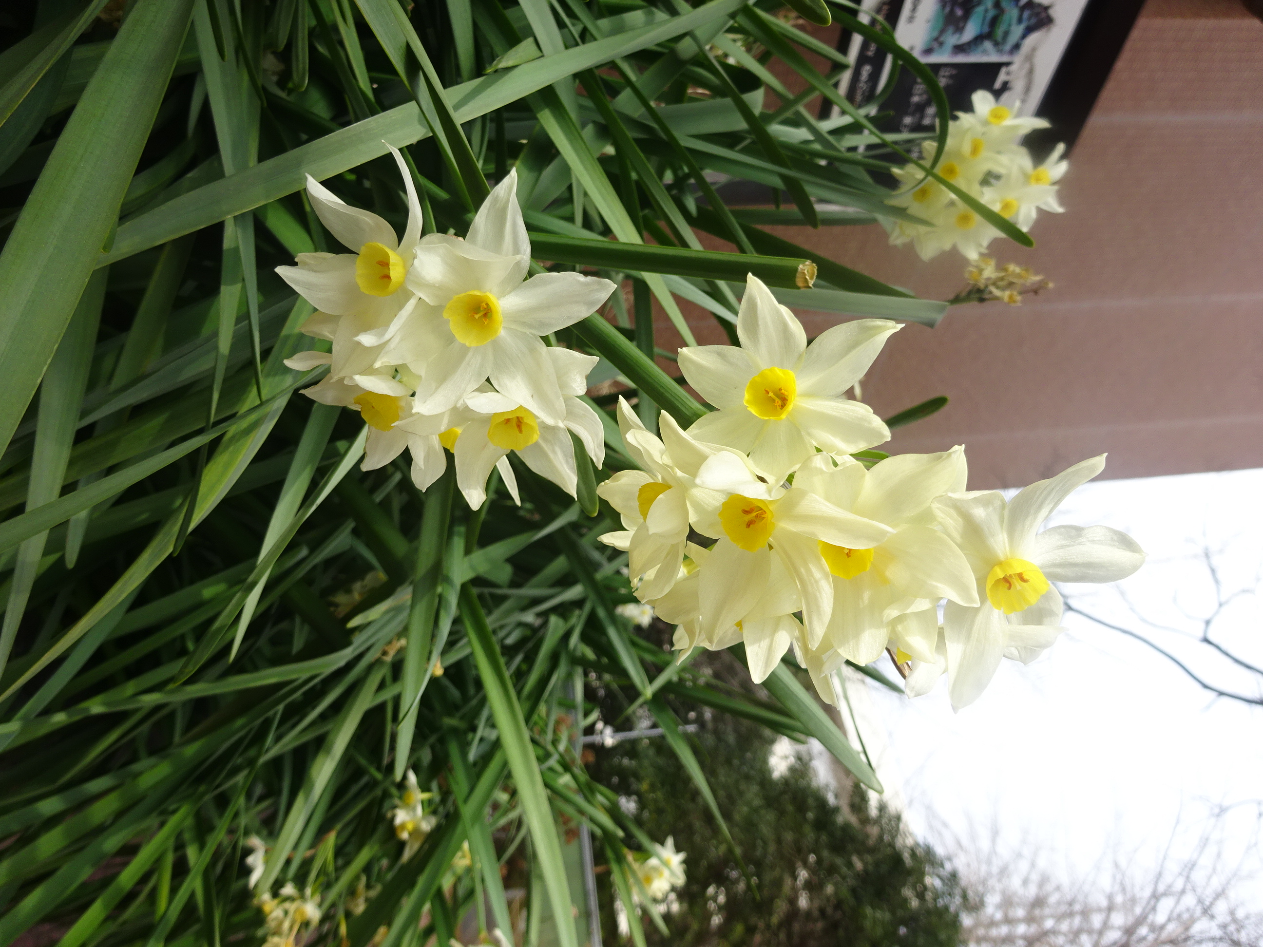 同窓会室前の草花写真