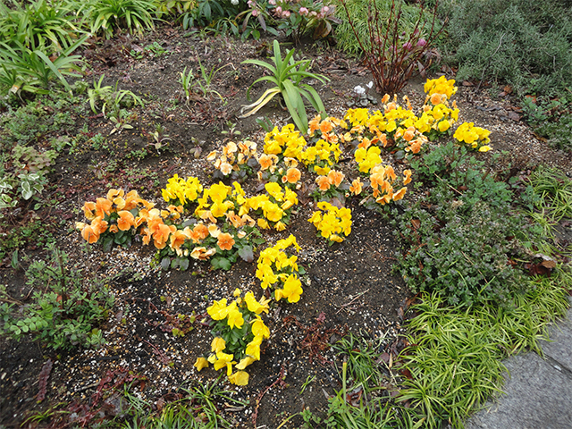 構内の花々①