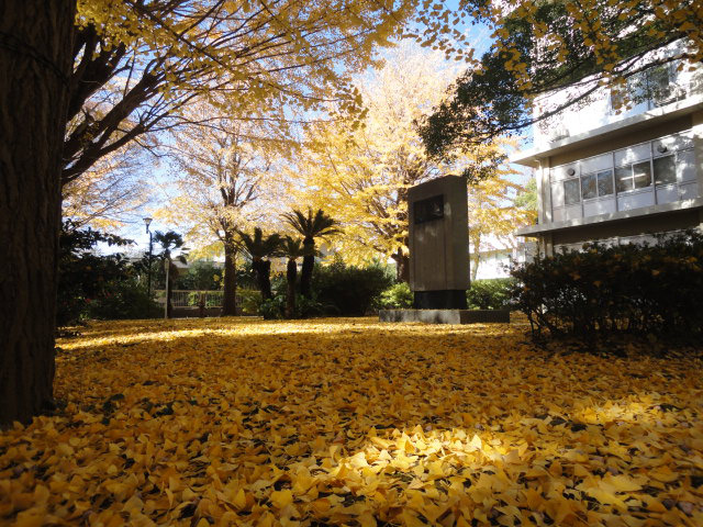 銀杏の葉の絨毯