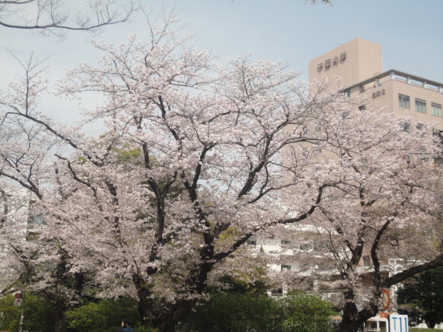 満開の桜